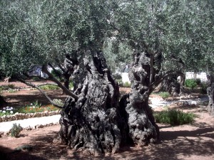 2000-year-old olive tree in the Garden of Gethsemane