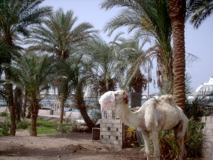 Jordanian camel